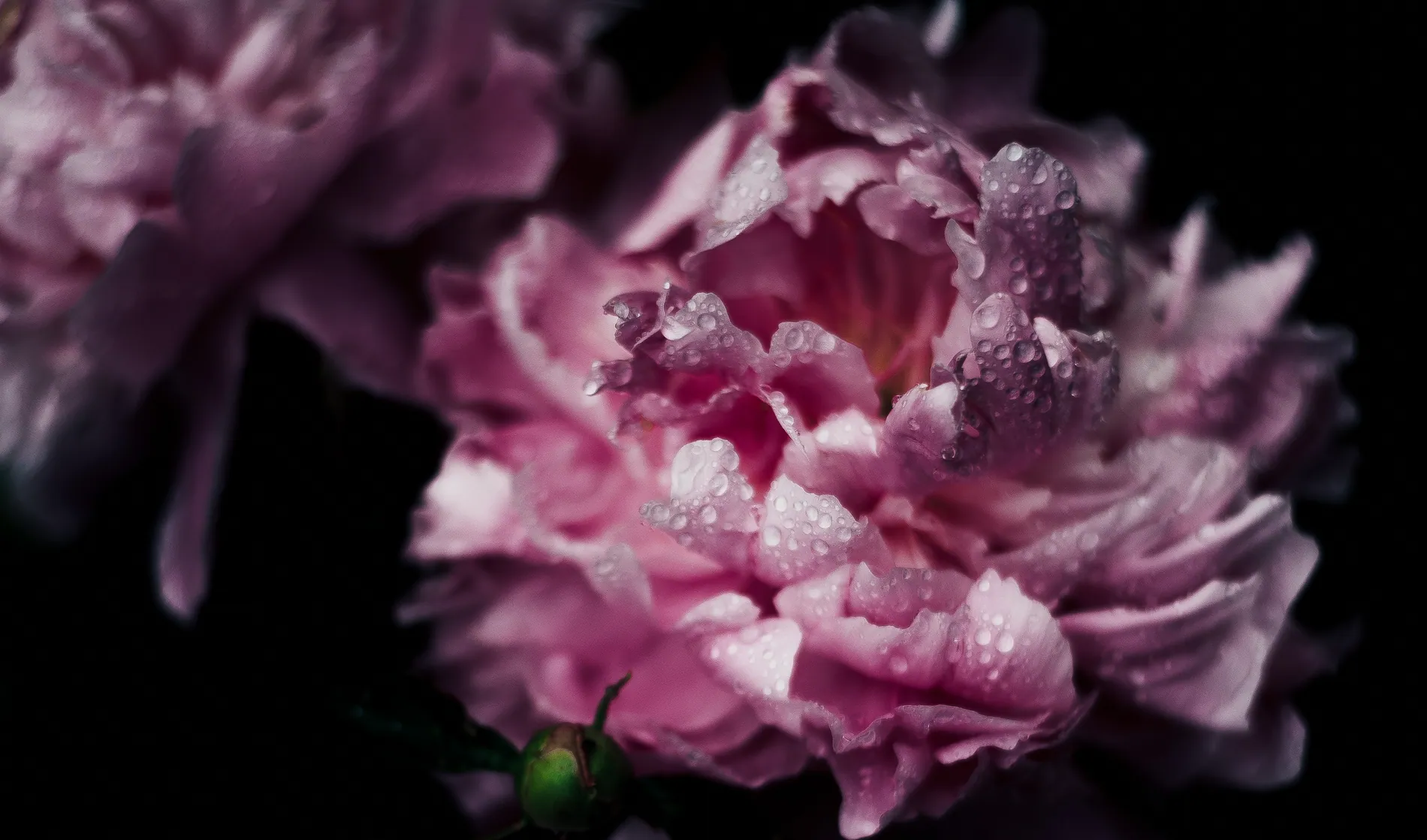 Pink peonies glowing against a dark background