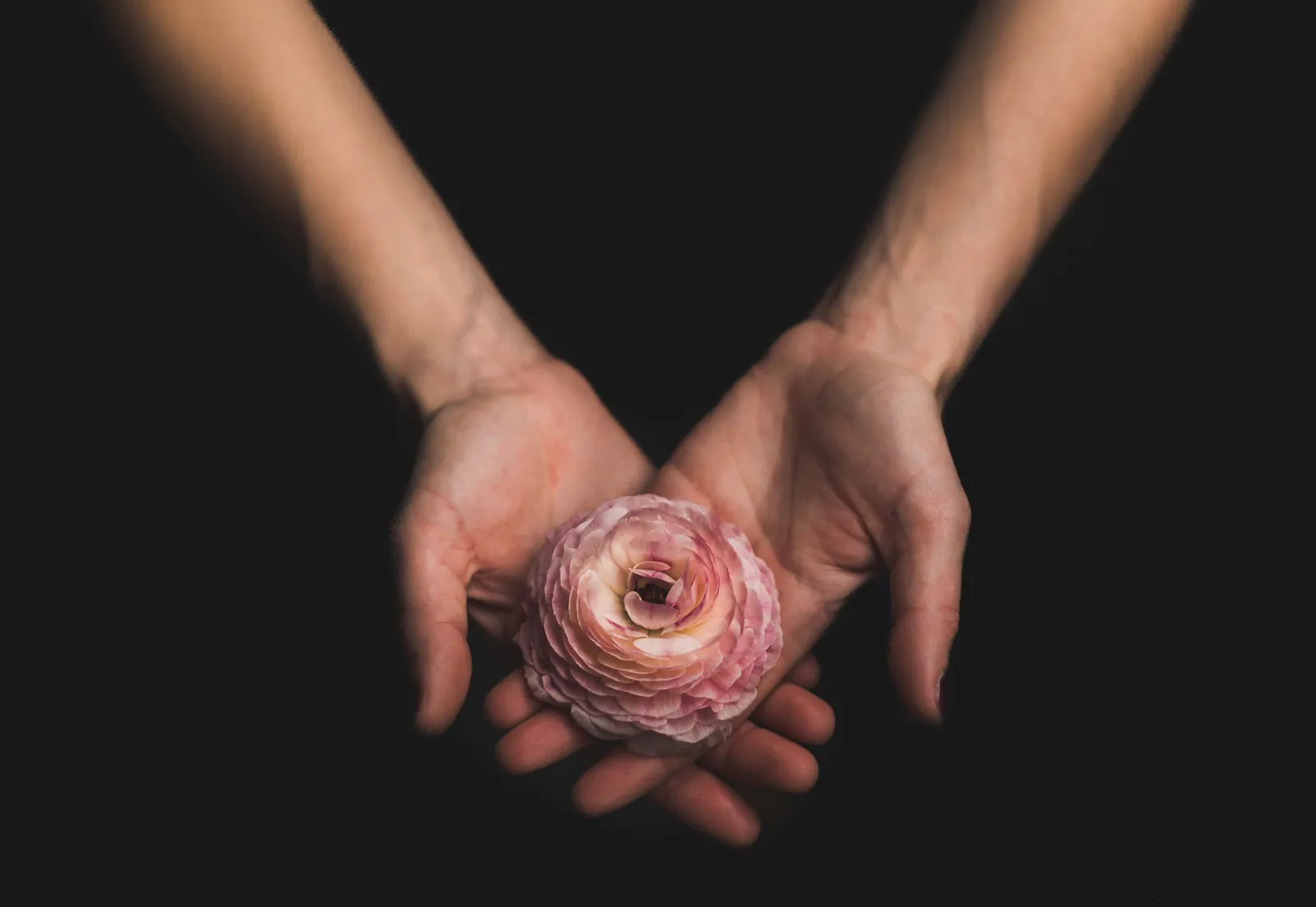 Two hands holding a single pink peony in the dark